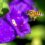 Honeybees teach drones how to navigate without GPS – Cybernews