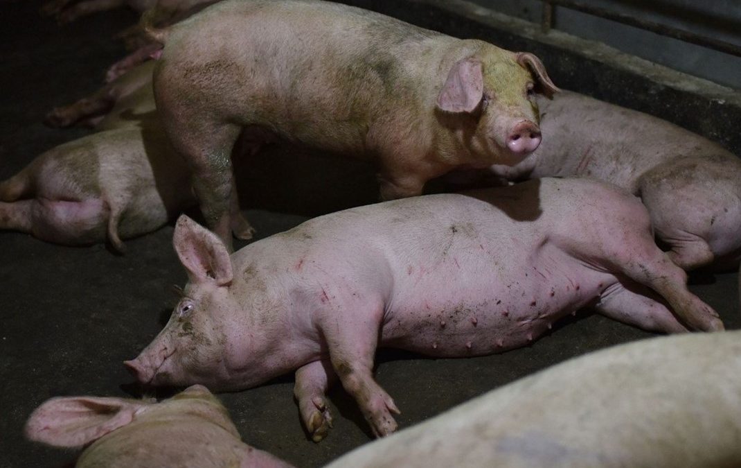 China flight systems jammed by pig farm’s African swine fever defences – S.China Morning Post