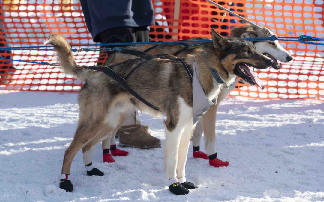 GNSS Jamming Spills Over into Europe’s Longest Sled Dog Race – Inside GNSS